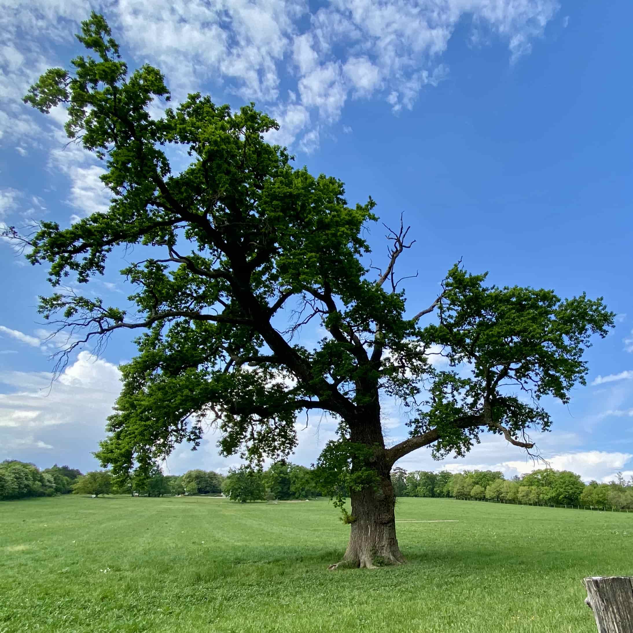 The same tree with leaves on a blue sky