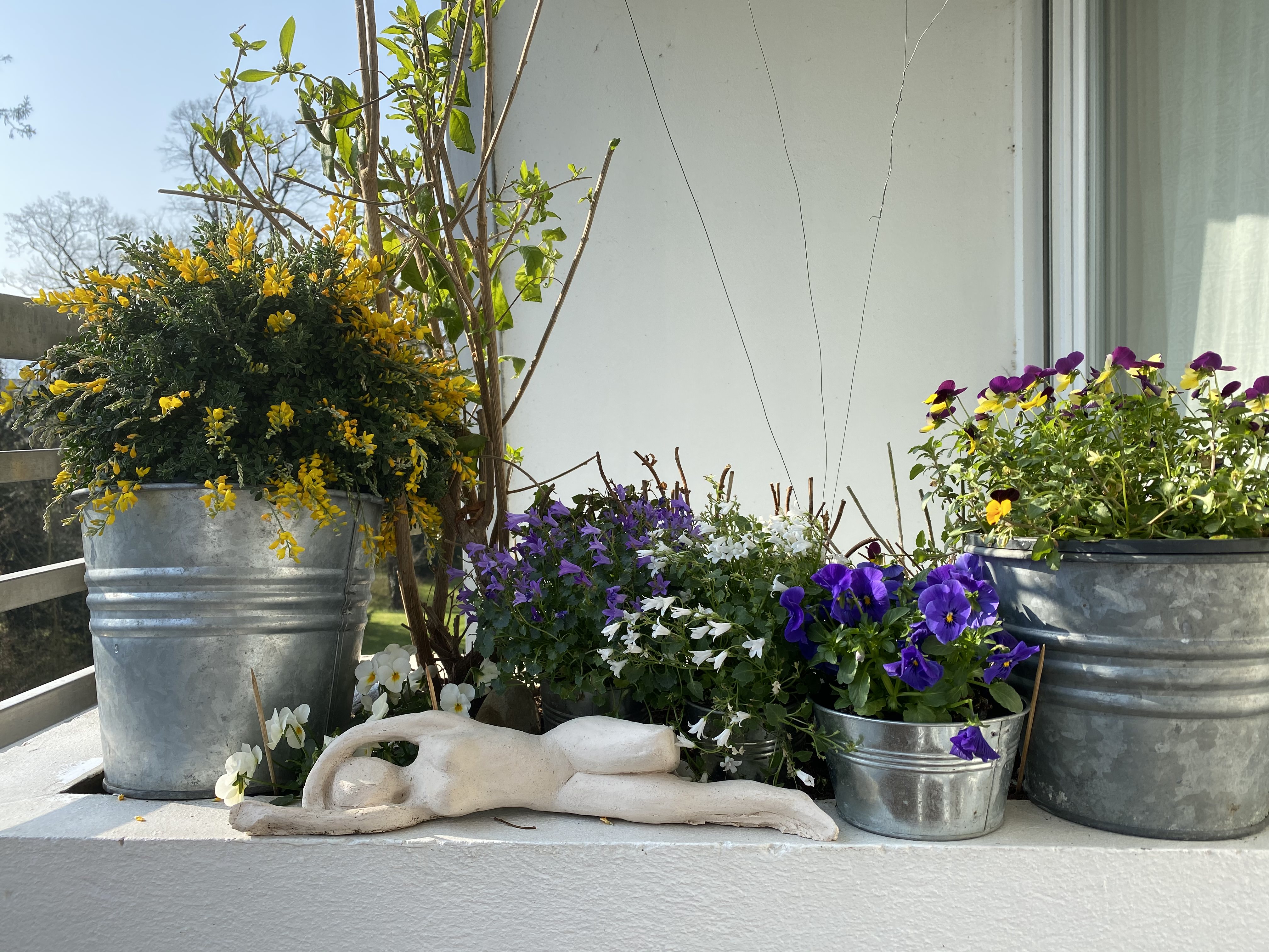 Our little back garden with flowers and plants
