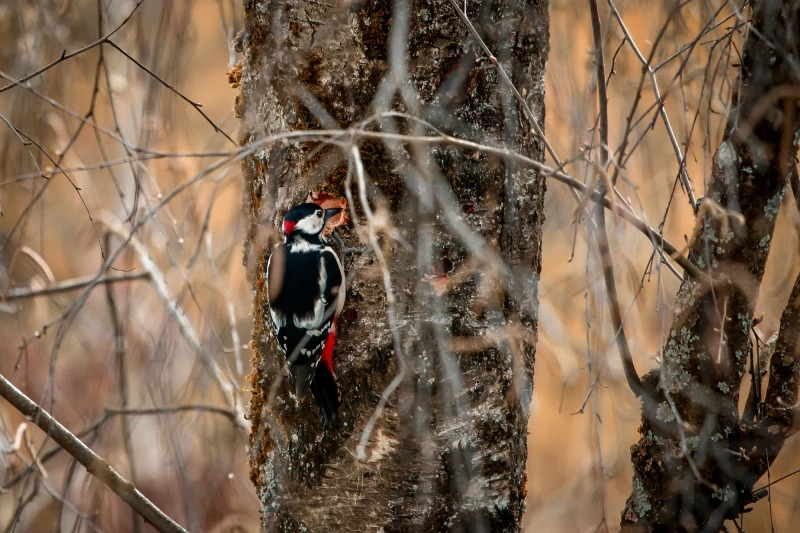 Great spotted woodpecker chiseling a hole in the birch tree